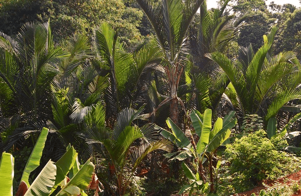 Hutan Sagu